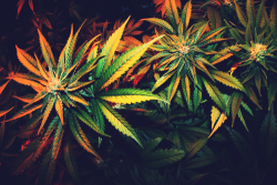 cannaweed420:  Never pay for Weed again -