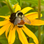 2000beesinameatsuit