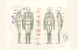 graybealillustrations:Body proportions and anatomy