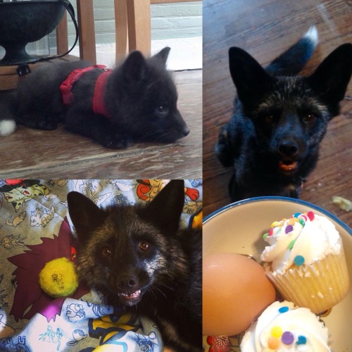 Happy 3rd birthday to the sweetest boy in the entire world, Spirit! This little fox brings me so muc