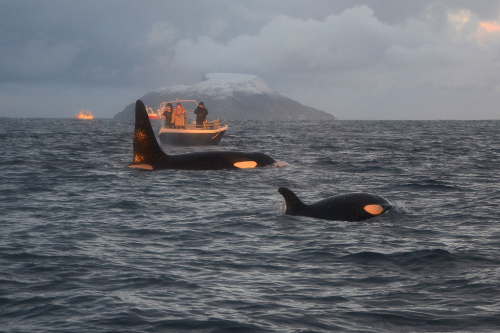 expressions-of-nature:  by Sirpa Winter whale watching in Norway 