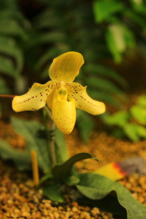 Kiseki no Hoshi BOTANICAL GARDEN in Awajiisland.奇跡の星の植物館