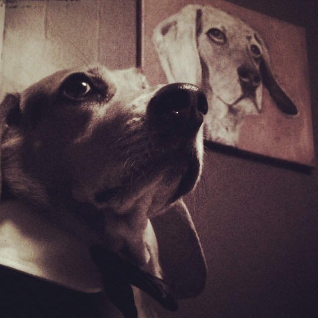 Thor on Thor. #beagle #crazydogpeople