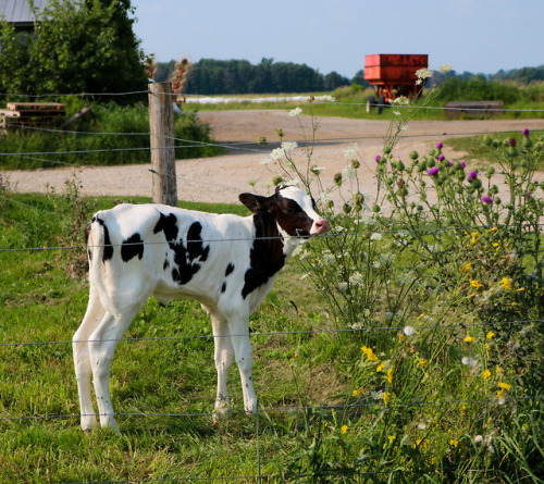 Porn photo rainybageltoadlover:Baby mooer