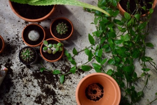 fondclub:messy gardening