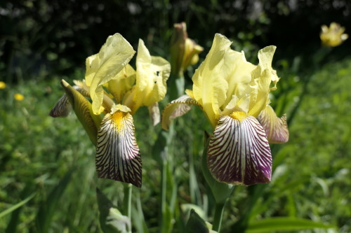 Iris germanica — German iris