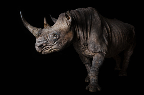 Black rhino / CAS-MAM 12239Scientific name: Diceros bicornis Locality: AFRICA: Kenya, 91 miles east 