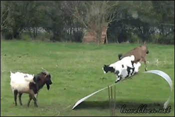 togifs:  Goats Have Fun on a Flexible Sheet porn pictures