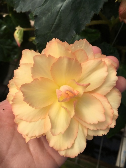 Picture I took last year of a nonstop begonia