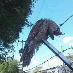 sixpenceee:  thewhoviancockerspaniel:  sixpenceee:  angrynerdyblogger:  sixpenceee:  This extremely creepy looking bird was found in Venezuela.  It’s called the great Potoo and it’s real. It’s rare to see one in broad daylight.   I’m not sure