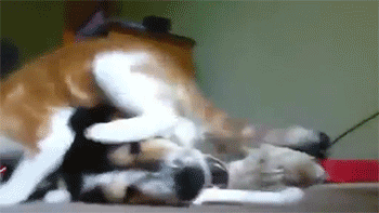 sizvideos:  Cat Annoys Dog Eating Bone - Video 
