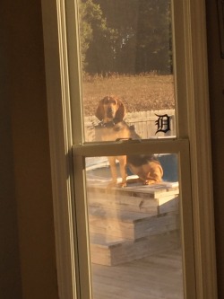 defectivevorta:  Picture one: “…It’s too quiet, where’s the dog.”Picture two: she heard another dog bark and has been staring accusingly out windows and making occasional “wuff” noises ever since.