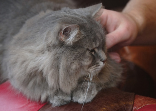 naturelvr69likes: scavengedluxury: Friendly cloud. Nottingham, February 2018. @mostlycatsmostly .