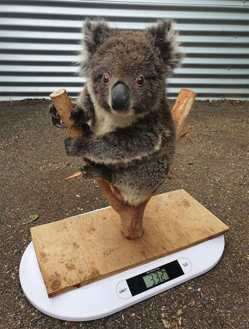 awesome-picz:Animal Care Workers Reveal How They Weigh Their Little Pals In  Cute
