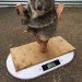 awesome-picz:Animal Care Workers Reveal How They Weigh Their Little Pals In  Cute