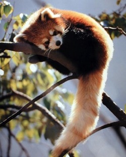 animal-factbook:  Red pandas have constantly