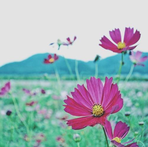 Cosmos In A Dream.