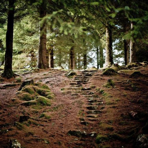 whiskyandmilk:little stairs hidden in the forest up Glen Lyon