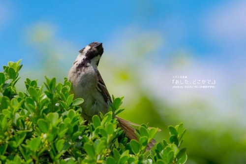 tokyo-sparrows:あしたはあしたの風がふく〜.パート３もこの秋登場（予定）#スズメ写真集『あした、どこかで。』シリーズ１、２ も好評発売中詳細は→ alive-cr