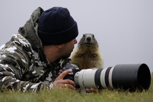 nubbsgalore: a chance encounter with a curious and friendly marmot while attempting to photograph th