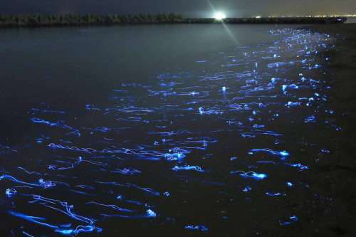 asylum-art:  Japan’s Natural Light Shows Photographed by Takehito Miyatake Japanese photographer Takehito Miyatake’s photos of magical firefly trails, glowing squid and awe-inspiring volcanic eruptions has recently won him Grand Prize at the 2014
