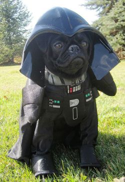 Gen-Ixx:  Theilllestvillain:  Thecutestofthecute:  More Dogs In Halloween Costumes!!!