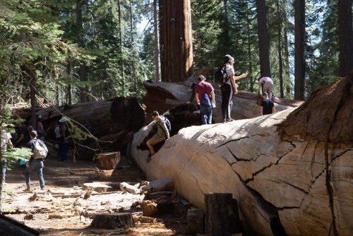 KERNVILLE KAMPOUT: Day 2, Sequoia National Forest, CA | 10.05.2019