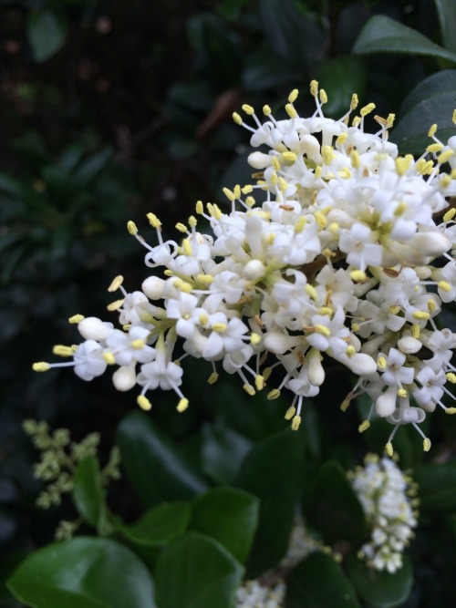 Ligustrum japonicum is in the olive family, Oleaceae. Commonly known as Japanese Privet, it&rsquo;s 