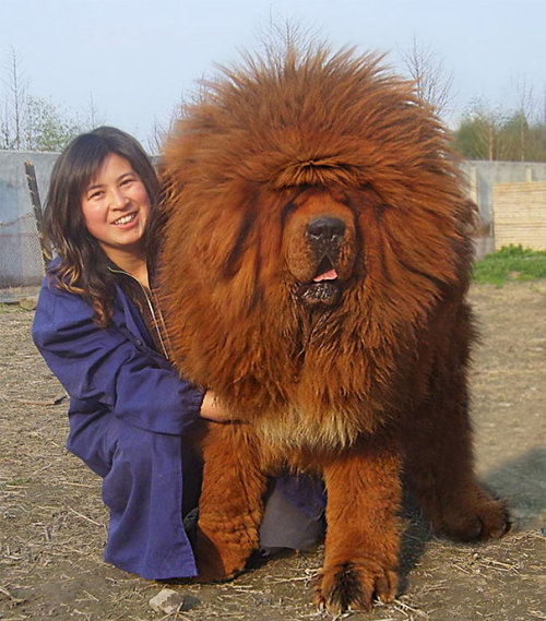 violetsnowstorm555:  cupcakecannibal:  awesome-picz:  Dogs Who Don’t Understand How BIG They Are  wow  Ppl are like “yeah dogs are cute when they’re small, but then they get too big” like??? Big dog is best dog??!! Fuzzy couch lump!!