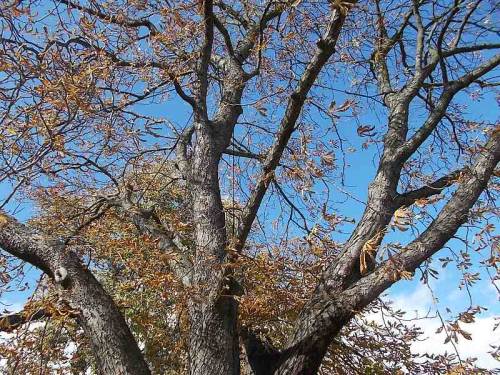 Various trees.