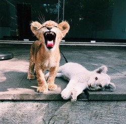 glowing-lioness:  rawr-love:  Lioness and I when we were younger…@glowing-lioness  Dying. 😘✨🐱🦁