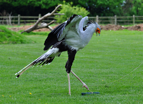 sirjosbanks: astronomy-to-zoology: Secretary Bird (Sagittarius serpentarius) …a unique species of 