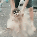 himborc:imlizy:makes your puppy dustyahh fuck!!!!! my puppy!!!!!