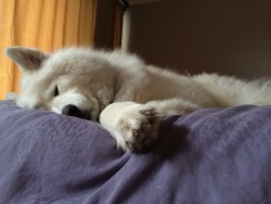 skookumthesamoyed: