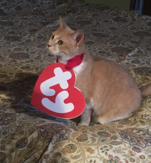 zombieluvr666:polendina:look! at! my! cat!!!!this is the best beanie baby