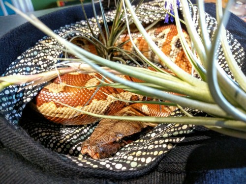 thlpp:Porthos posing in his hat with my tillandsias.