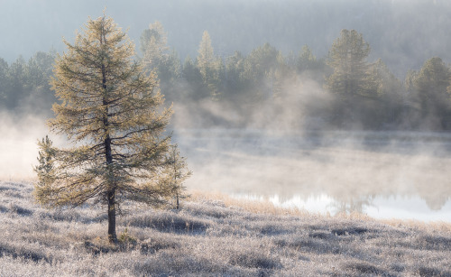 … Autumn time of fogs …Leshchenok AlexanderSiberia, Gorny Altai