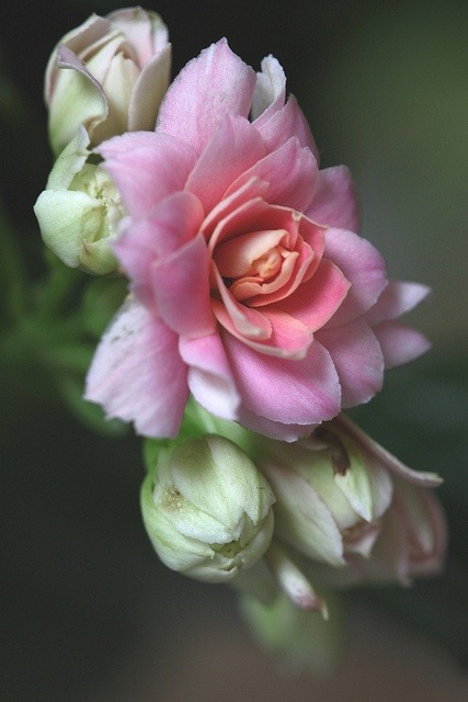 flowersgardenlove:  followthewestwind: Flowers Garden Love 