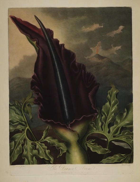 darksilenceinsuburbia:    Robert John Thornton // Temple of Flora, 1807  “The Temple