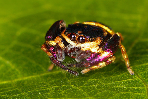 onenicebugperday:    Purple-gold jumping spider, Irura bidenticulata, SalticidaeFound in Southeast AsiaPhoto 1 by bemcola, 2 by portioid, 3 by andrewhardacre, 4 by lawrencehylton, 5 by kitlaw, 6-7 by pauldickson, 8 by lawrencehylton, 9 by andrewhardacre,