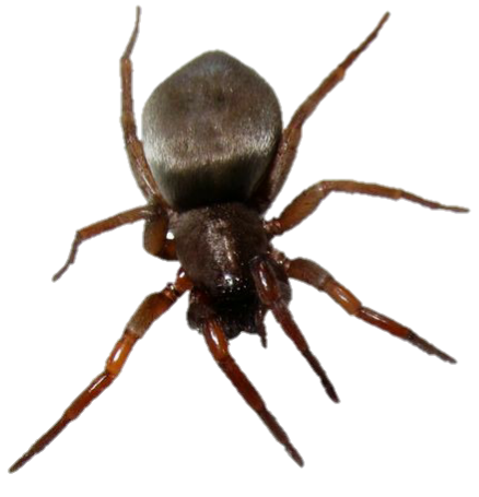 brown critter