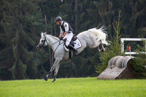 Mamlakee 2011 grey stallion (DF Malik Jamil x Maaza) Pedigree. © Oliver Seitz