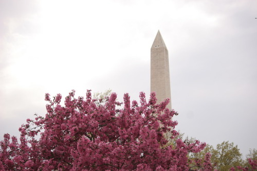 notbecauseofvictories: [ Washington D.C. — April, 2019 ]