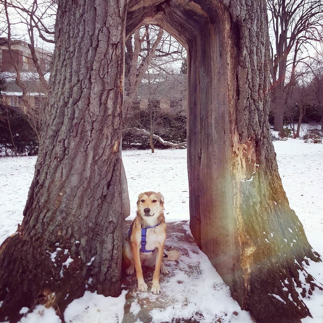 Snowy walk at Highland Park with Miss Stella-Boo. #highlandpark #rochesterny #ladystellaboo