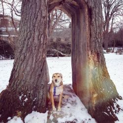 Snowy walk at Highland Park with Miss Stella-Boo.