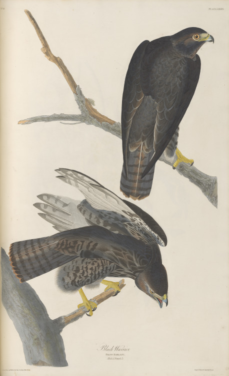 Black warrior, from John James Audubon’s Birds of America v.01, circa  1827-1830.