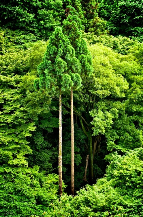 touchdisky:At Kinkakuji temple, Kyoto | Japan by Jane Heather