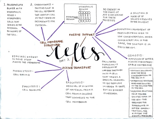 totes-my-notes - More photocopied notes (Part 5)