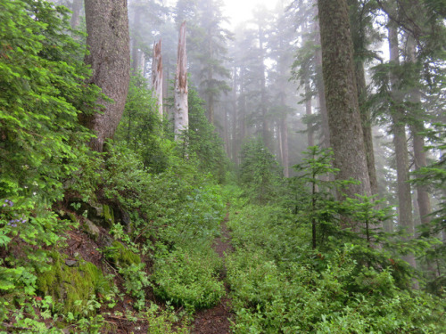 90377: Buck Peak Trail by yunckette