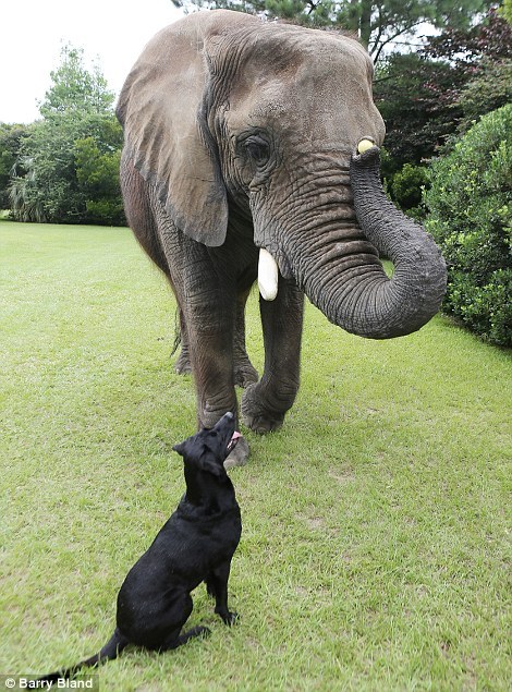 phototoartguy:Just point your trunk to where you threw my ball… Charming pictures of orphaned elepha